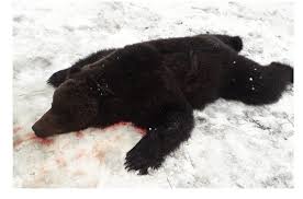 Под Ачинском мужчина застрелил проснувшегося медведя