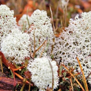 Суперфуд из тундры