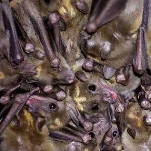 ВОЗ назвала источник коронавируса