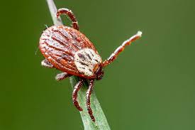 Роспотребнадзор рекомендовал красноярцам ставить платные прививки от клеща