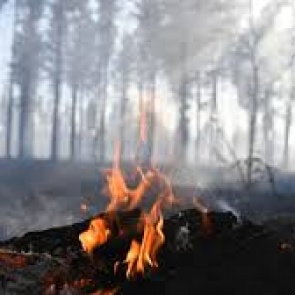 В лесах Красноярского края ввели режим ЧС