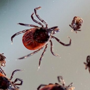 Ачинцы с укусами клещей должны обращаться в травматологический пункт АМРБ