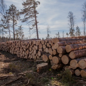 Минусинец незаконно вырубил лиственницы на миллион и может получить до 7 лет колонии
