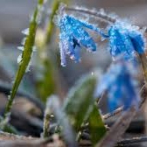 Жителей Красноярского края предупредили о заморозках