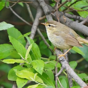 В «Шушенском бору» впервые сфотографировали скрытную пеночку