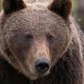 В окрестностях Красноярска пришлось застрелить медведицу, которая давно держала в страхе дачников