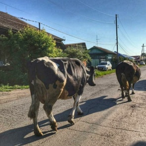 Красноярских водителей предупредили о непредсказуемых животных на дорогах