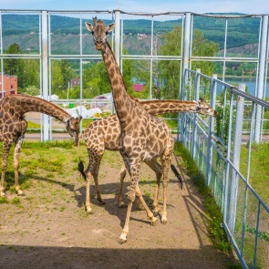 Красноярский зоопарк открывают для посетителей