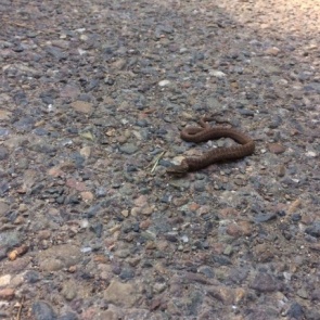 На входе в нацпарк «Столбы» после долгого карантина туристов встречают змеи