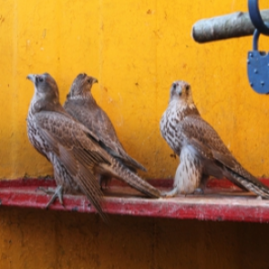 В Красноярском крае браконьер отлавливал краснокнижных птиц и попал под следствие