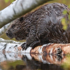Бобры восстановили множество озер и стали виновниками таяния вечной мерзлоты