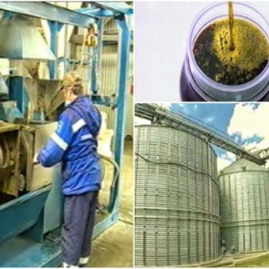 Ачинское рапсовое масло пойдет на экспорт в Китай и Монголию