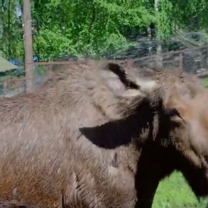В «Роевом ручье» в честь дня Ивана Купалы лосям устроили душ