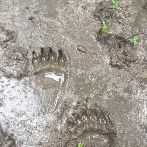 В Енисейском районе медведь задрал женщину. Спасти не удалось