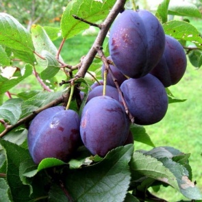 Полезные свойства и противопоказания сливы