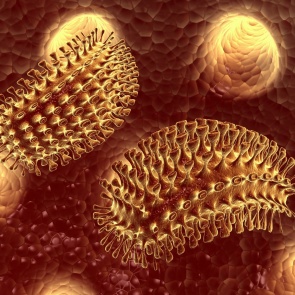 За последние полгода более 3000 красноярцев пострадали от укусов животных. Жителям напомнили об угрозе бешенства