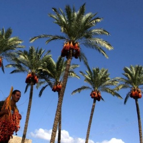 Польза и вред фиников